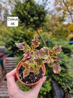 Coleus, Maison & Meubles, Plantes d'intérieur, En pot, Plante à fleurs, Moins de 100 cm, Plein soleil