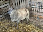 Bélier bleu du maine à vendre, Mâle, Mouton, 0 à 2 ans