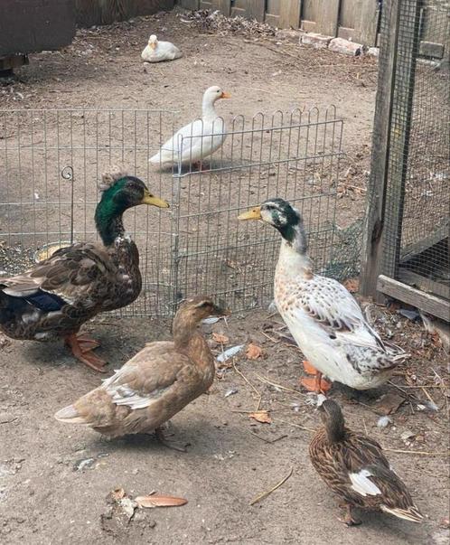 Eenden ter overname, Dieren en Toebehoren, Pluimvee, Eend