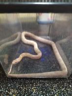 Korenslang albino snow, Dieren en Toebehoren, Ophalen, Overige typen