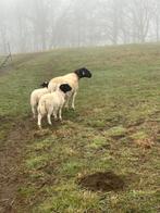 Zelfruiende Dorperschapen, Plusieurs animaux, Mouton, 0 à 2 ans