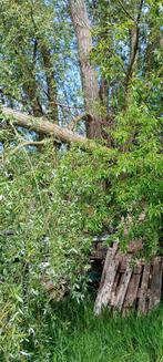 Brandhout te Oostduinkerke, Tuin en Terras, Brandhout, Ophalen, Takken