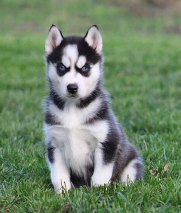 Husky pups beschikbaar voor biedingen