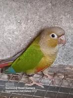 Pyrrhura molinae, Dieren en Toebehoren, Vogels | Parkieten en Papegaaien, Geringd