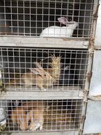 vleeskonijnen, Dieren en Toebehoren