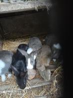 Lapereaux, Dieren en Toebehoren, Konijnen, Meerdere dieren, Groot, 0 tot 2 jaar