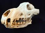 Schedel Wolf, Verzamelen, Ophalen of Verzenden, Nieuw, Wild dier, Schedel
