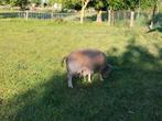 Schapen ooi, Dieren en Toebehoren