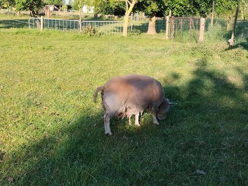 Schapen ooi, Dieren en Toebehoren, Schapen, Geiten en Varkens