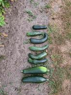 Verse courgettes, Tuin en Terras, Ophalen