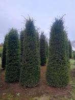 Taxus baccata 200/250 en 250/300, Tuin en Terras, Planten | Struiken en Hagen, Ophalen, Taxus