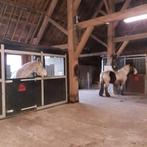 paardenstalling, Dieren en Toebehoren, Weidegang, 1 paard of pony