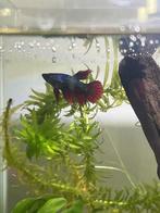 3 kempvis vrouwtjes, Dieren en Toebehoren, Vis, Zoetwatervis