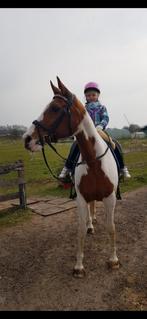 mooie merrie met gouden hart, Dieren en Toebehoren, Merrie, Met stamboom