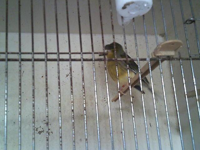 GLOSTERS, Animaux & Accessoires, Oiseaux | Canaris, Canari de posture, Plusieurs animaux