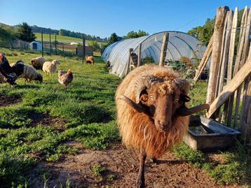 Ouessant ram beschikbaar voor biedingen