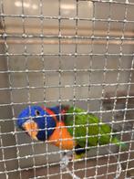 Lori roodnek gezocht, Dieren en Toebehoren, Vogels | Parkieten en Papegaaien