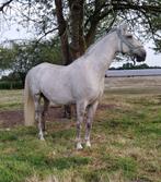 Majestueuse Lipizzaner Merrie: Trixi [535B] Siglavy Kati Tri, Dieren en Toebehoren, Paarden, Merrie, Niet van toepassing, Gechipt