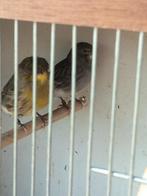Femelles canaris Gloster !, Vrouwelijk