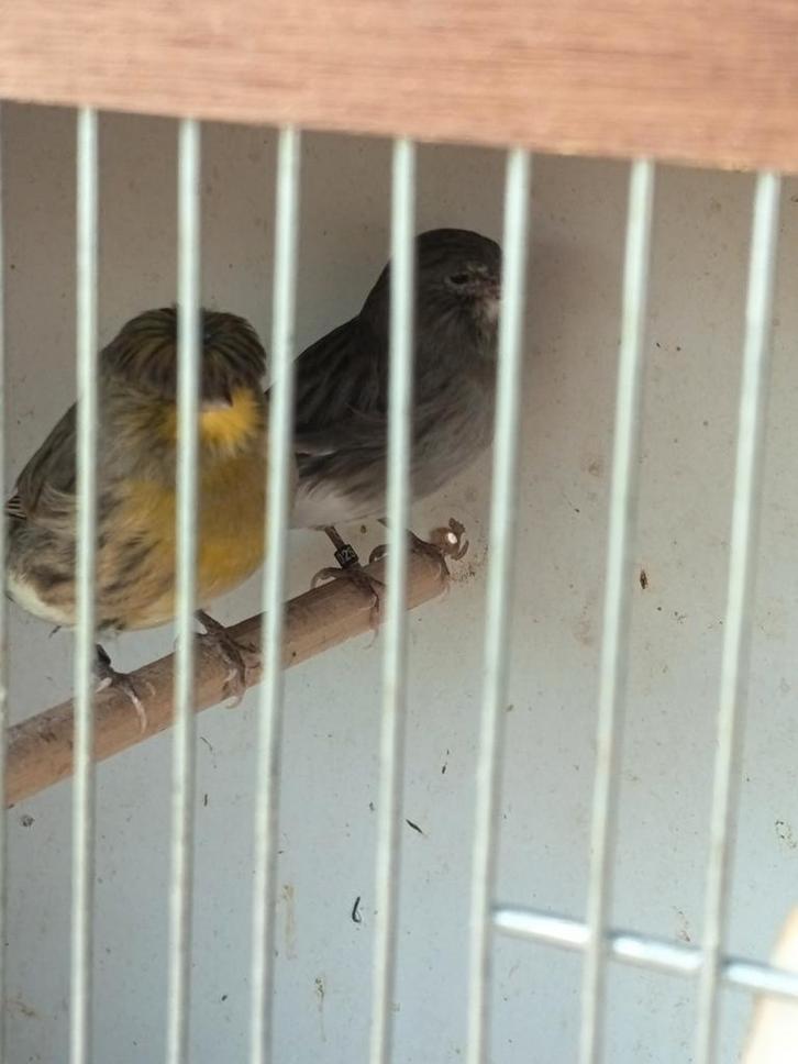 Femelles canaris Gloster !, Dieren en Toebehoren, Vogels | Kanaries, Vrouwelijk
