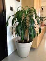 grote yucca voor 40 euro + pot gratis erbij, Ophalen, Yucca