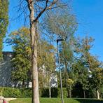 Brandhout gratis op te halen te Jette vanaf 22januari., Tuin en Terras, Brandhout, Ophalen