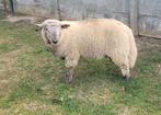 Dekbok te koop. Nu. 10 maand oud, Dieren en Toebehoren