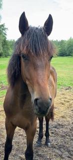 Te koop voor echte interesse stuur bericht, Dieren en Toebehoren, Paarden, Hengst