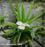 waterplanten, Tuin en Terras, Ophalen, Nieuw