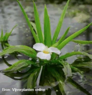 waterplanten beschikbaar voor biedingen