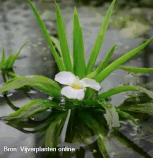 waterplanten, Tuin en Terras, Vijvers, Nieuw, Ophalen