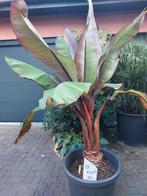 Ensete maurelli, Ophalen, Vaste plant, Overige soorten