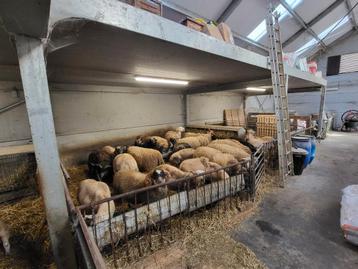 Mannelijke schapen bokken rammen  beschikbaar voor biedingen