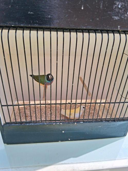 Gouldamandines, Dieren en Toebehoren, Vogels | Kanaries