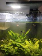Guppy,s en platys