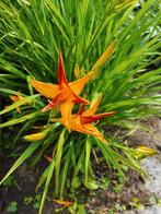 daglelie, Tuin en Terras, Planten | Tuinplanten, Vaste plant, Halfschaduw, Zomer, Ophalen