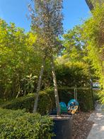 Quercus Ilex - Arbre en pot, Ophalen, In pot