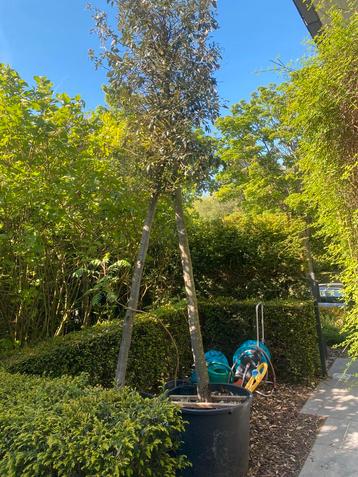 Quercus Ilex - Arbre en pot  beschikbaar voor biedingen