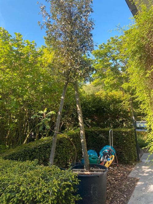Quercus Ilex - Arbre en pot, Tuin en Terras, Planten | Bomen, In pot, Ophalen