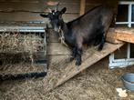 Stamboek geit, Dieren en Toebehoren, Schapen, Geiten en Varkens, Geit