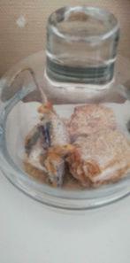 steampunk pogona en plastique piece unique customise bocal, Enlèvement ou Envoi