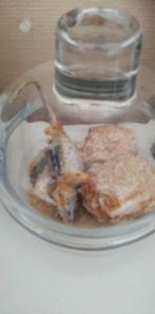 steampunk pogona en plastique piece unique customise bocal, Antiek en Kunst, Curiosa en Brocante, Ophalen of Verzenden