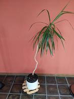 Kamerplant, Ophalen