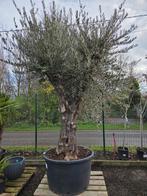 Olijfboom Olea Europaea - Op voorraad, Tuin en Terras, Ophalen, Olijfboom