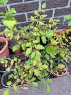 Chinese vernisboompjes, Ophalen, Lente