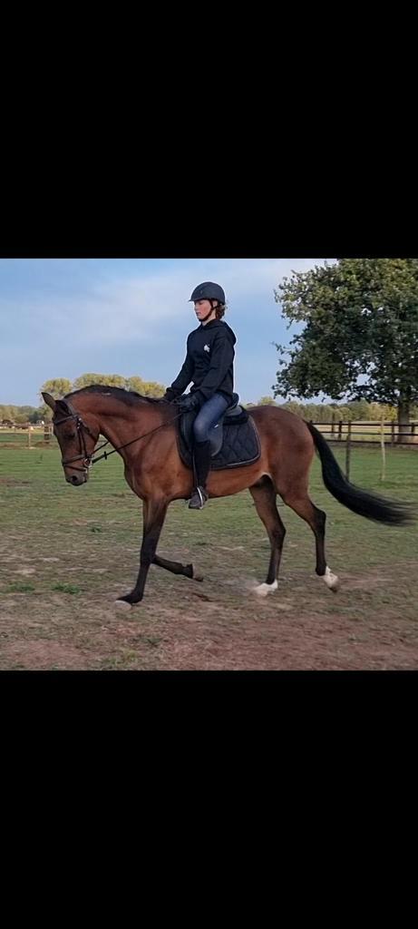 Brave 12 jarige Spaanse ruin, Dieren en Toebehoren, Paarden, Merrie, Niet van toepassing, 160 tot 165 cm, 7 tot 10 jaar, Gechipt