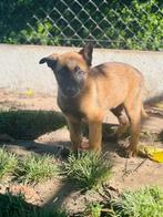 Mechelaar pups te koop, Dieren en Toebehoren, België, CDV (hondenziekte), 8 tot 15 weken, Meerdere