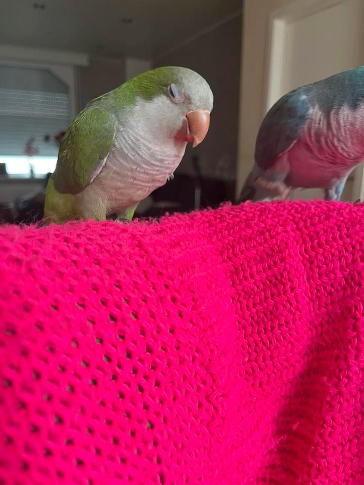 Conure  souris pour le deux, Animaux & Accessoires, Oiseaux | Perruches & Perroquets, Perroquet