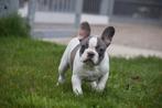 Franse bulldog pups nieuw nestje, CDV (hondenziekte), Meerdere, Bulldog, 8 tot 15 weken