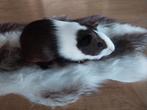 Jonge cavia beertjes, Dieren en Toebehoren, Knaagdieren, Juni, Mannelijk, Cavia